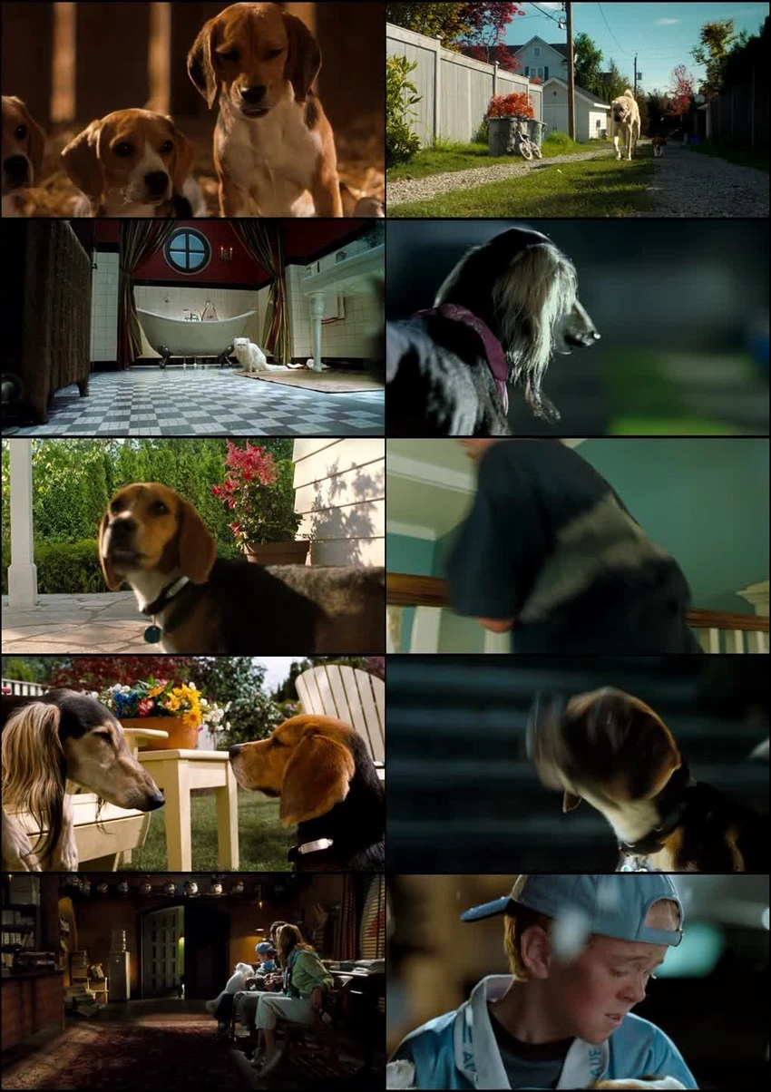 Download Cats & Dogs (2001) Hindi & English BluRay 480p 720p 1080p